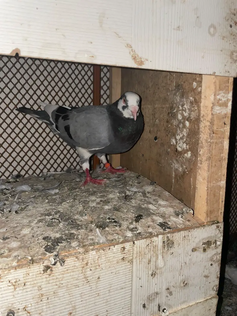 ASALAMUALIKUM FOR SALE — photo 5