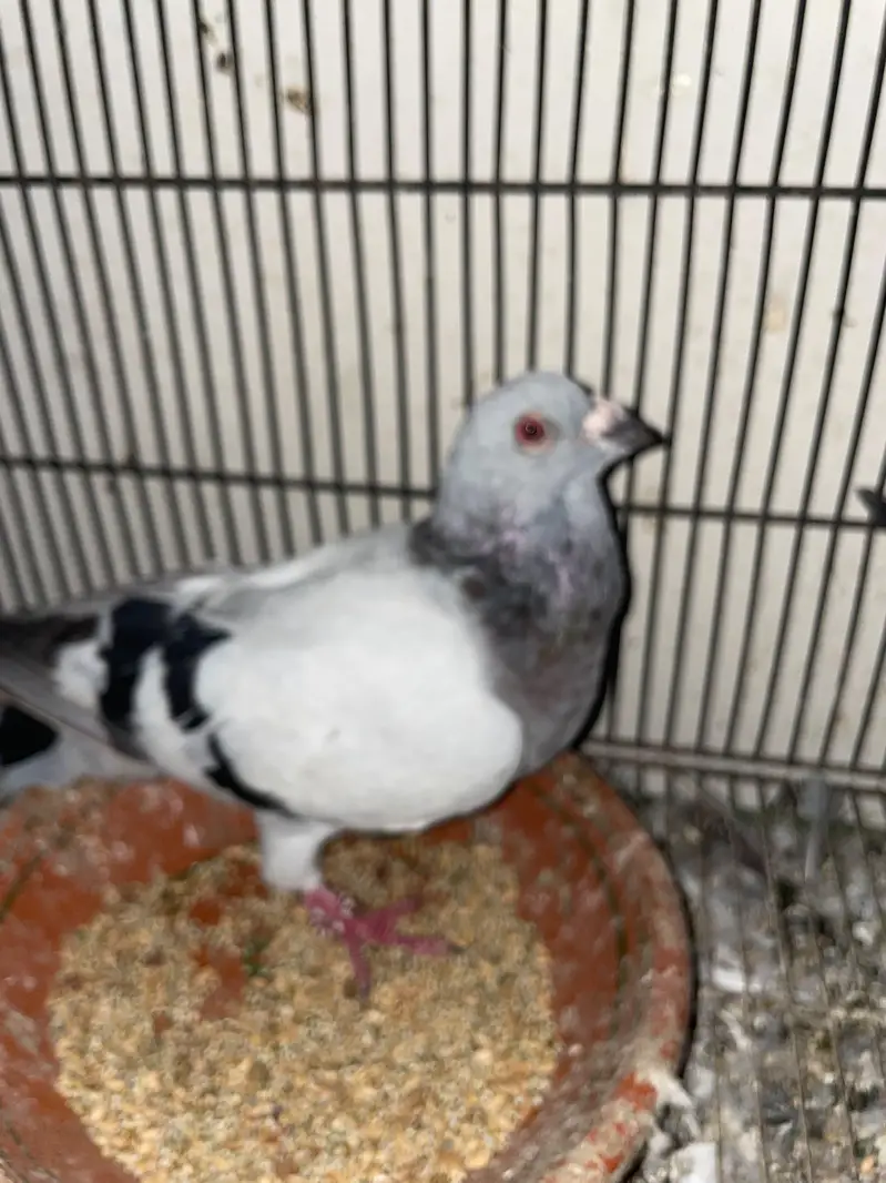 ASALAMUALIKUM FOR SALE — photo 6
