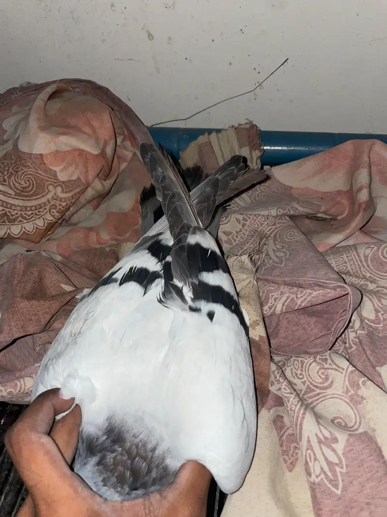 ASALAMUALIKUM FOR SALE — photo 7