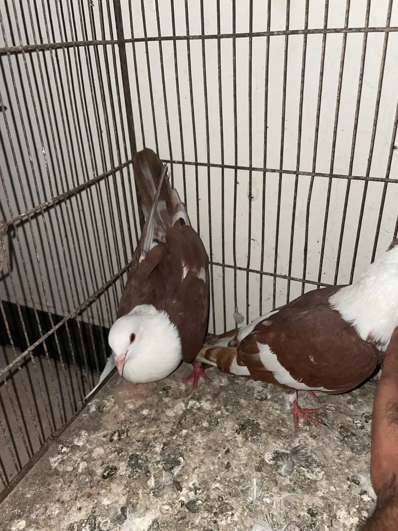 ASALAMUALIKUM FOR SALE — photo 8