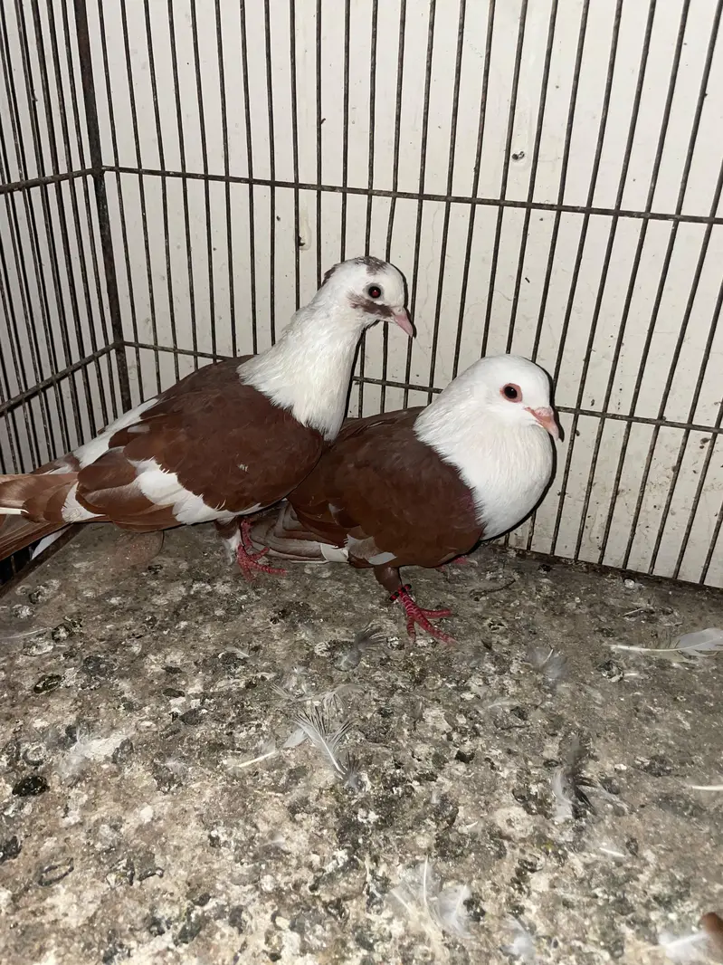 ASALAMUALIKUM FOR SALE — photo 9