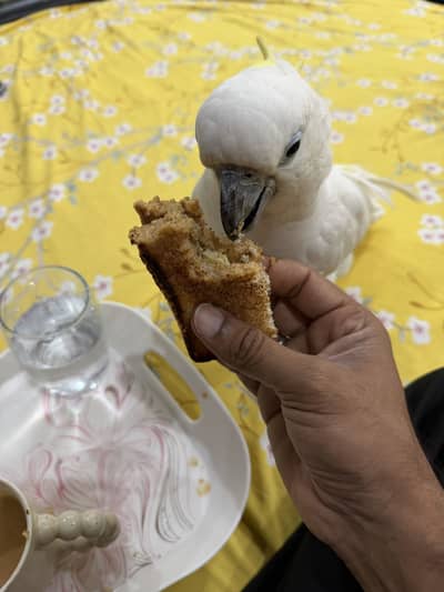 Talking Cockatoo male 16 months