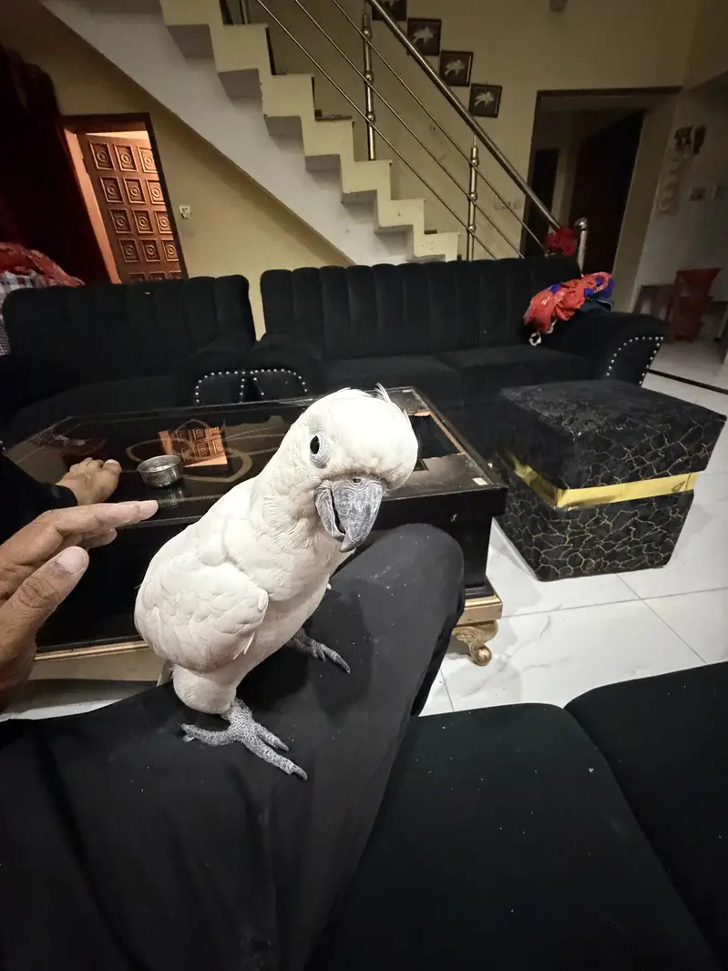 Talking Cockatoo male 16 months — photo 2