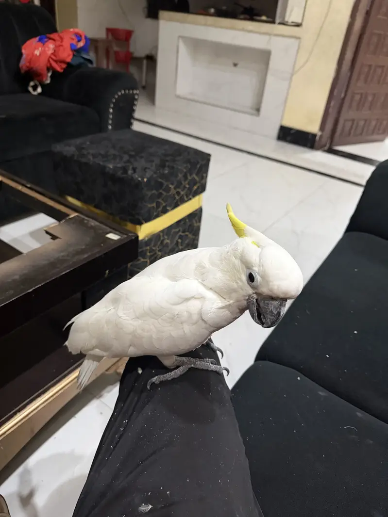 Talking Cockatoo male 16 months — photo 5