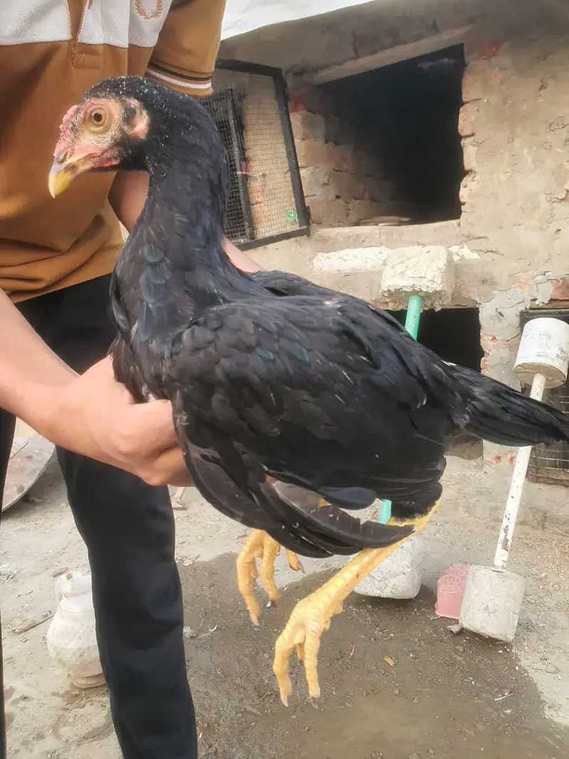Aseel high quality 3 patha ha season kaliya havi ha — photo 6