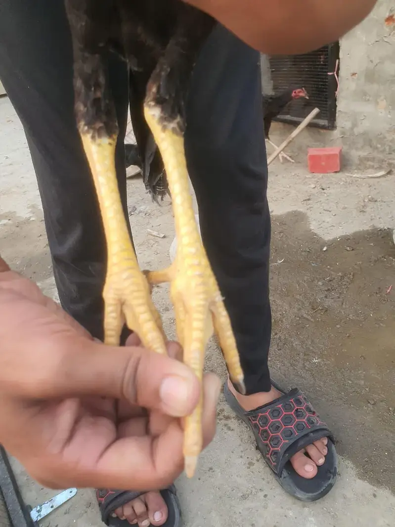 Aseel high quality 3 patha ha season kaliya havi ha — photo 7