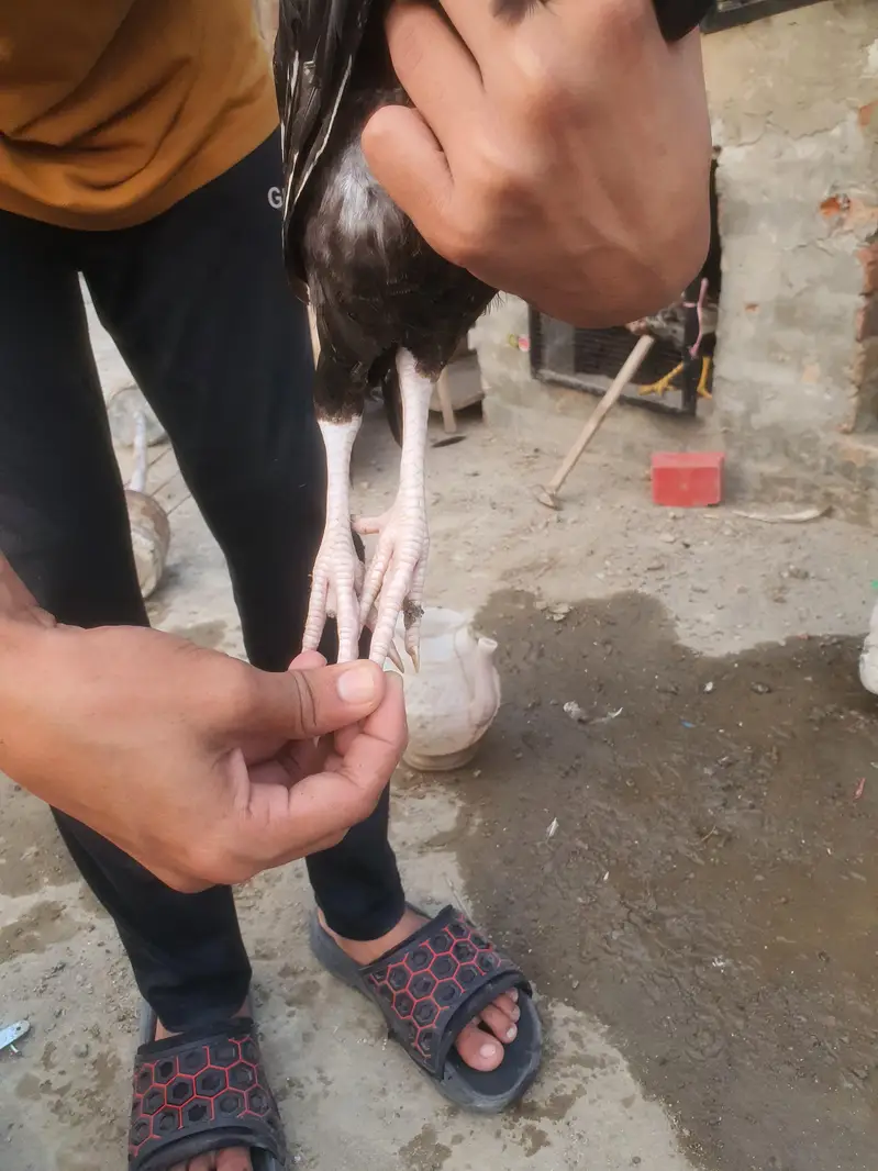 Aseel high quality 3 patha ha season kaliya havi ha — photo 11