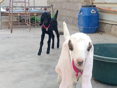 Male Goat kids (Bakra)