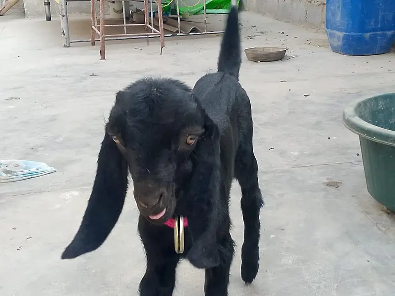 Male Goat kids (Bakra) — photo 2