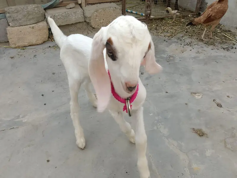 Male Goat kids (Bakra) — photo 3