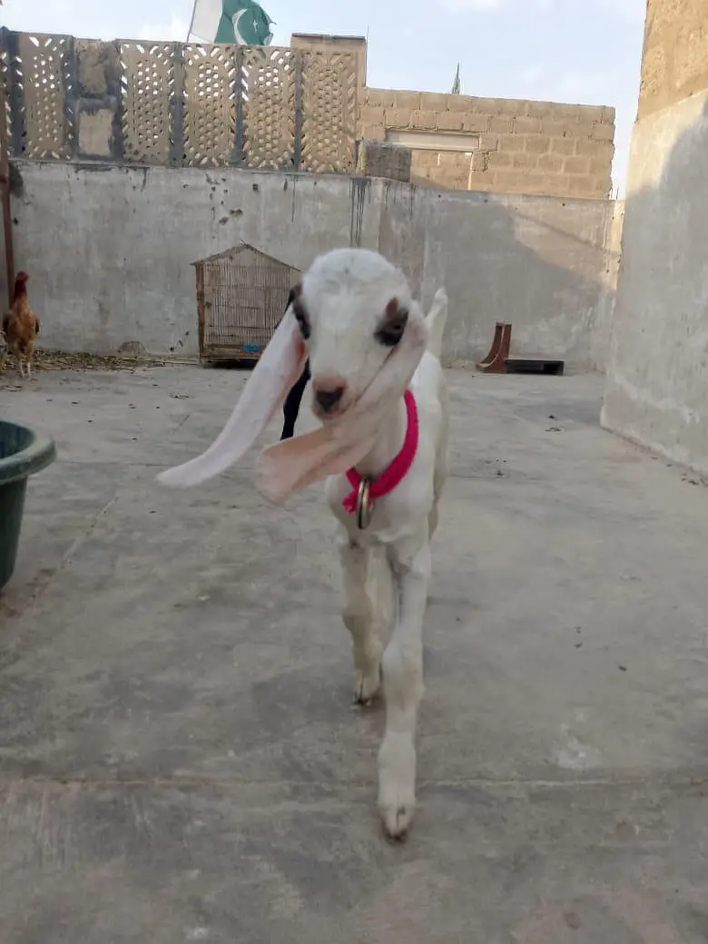 Male Goat kids (Bakra) — photo 4