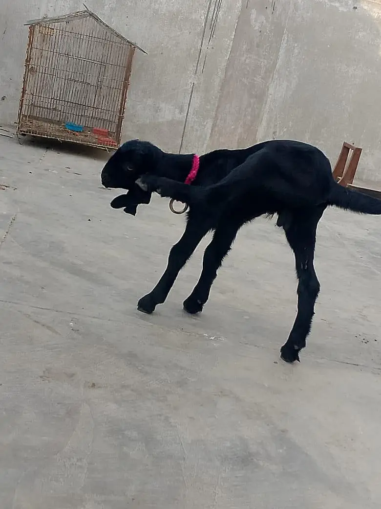 Male Goat kids (Bakra) — photo 5