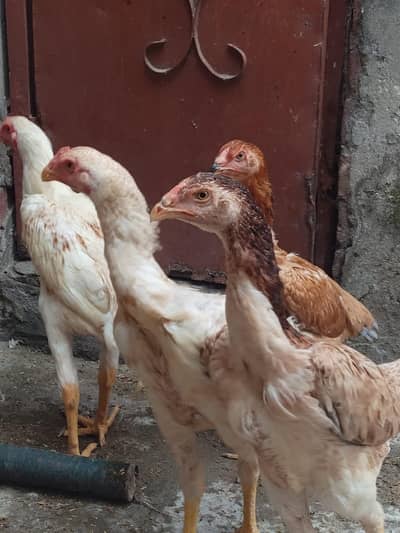 Lakha Shamo pairs available for sale Light Columbian Brahma male