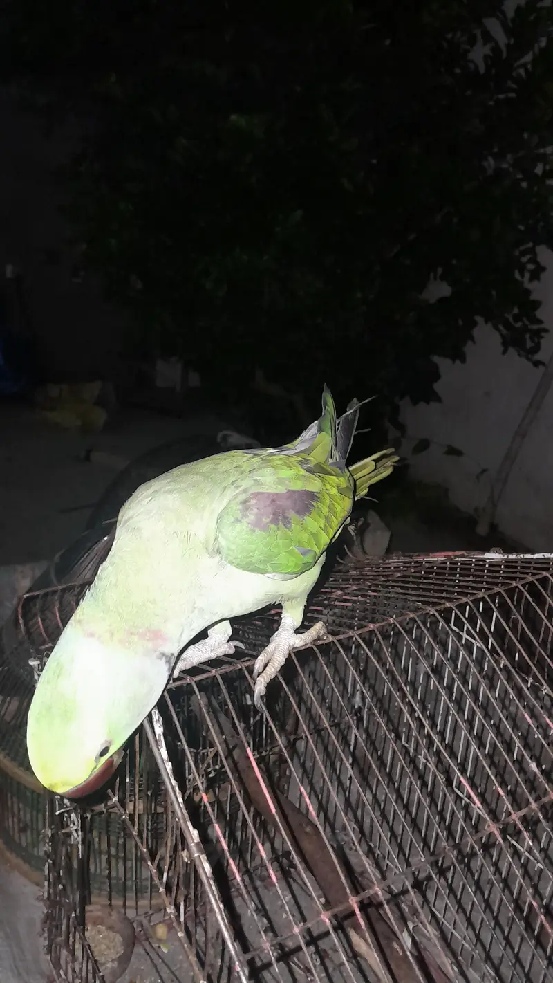 full hand tamed kashmiri parrot — photo 2