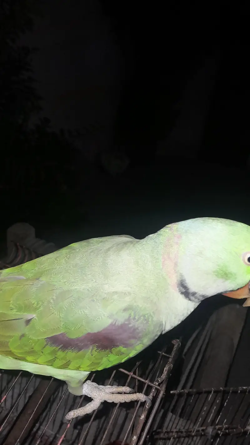 full hand tamed kashmiri parrot — photo 3