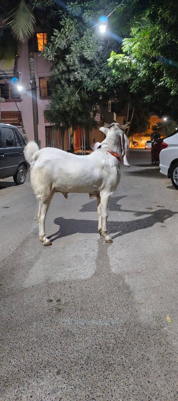 Rajanpuri bakra 0