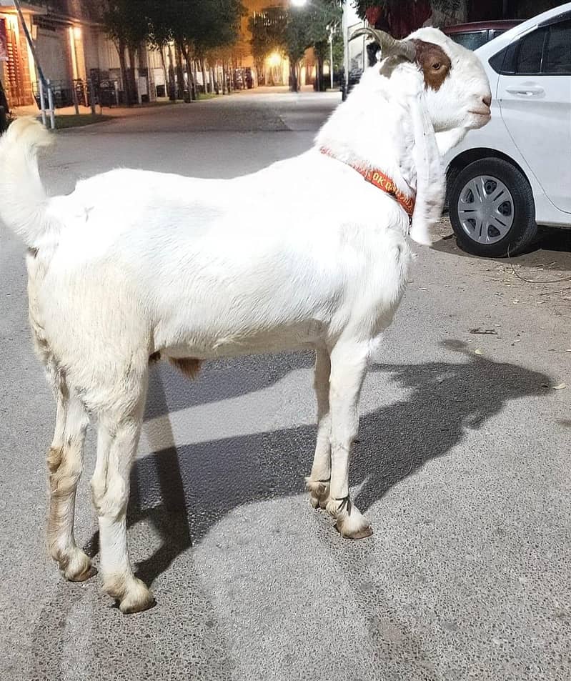 Rajanpuri bakra 1