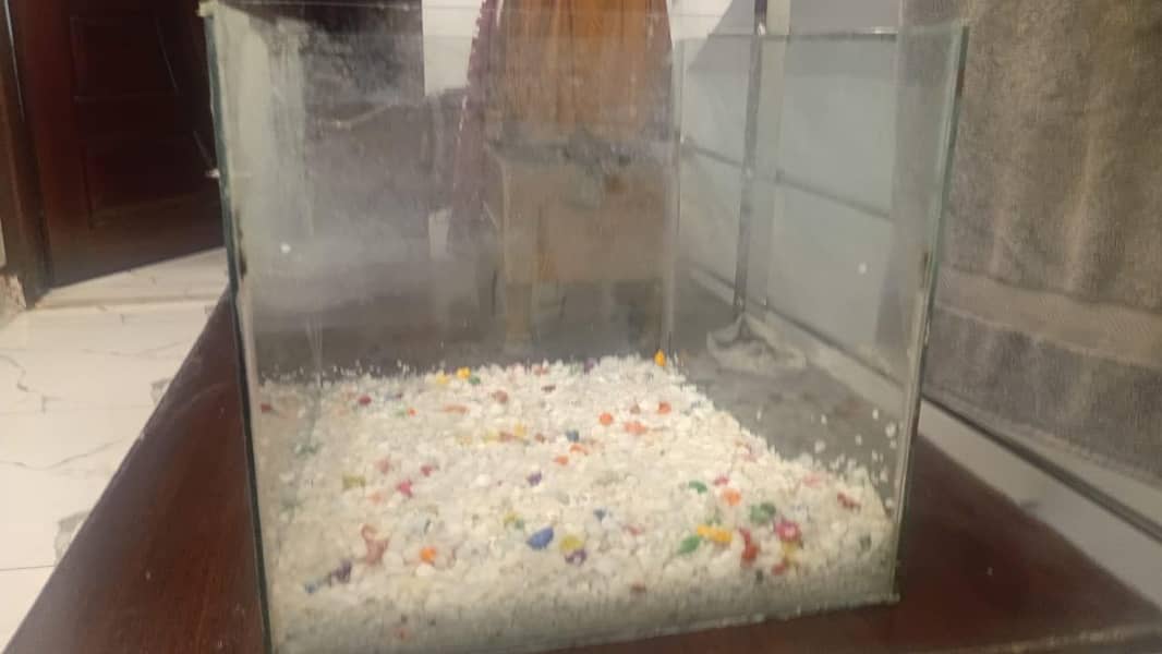 Fish Aquarium 3