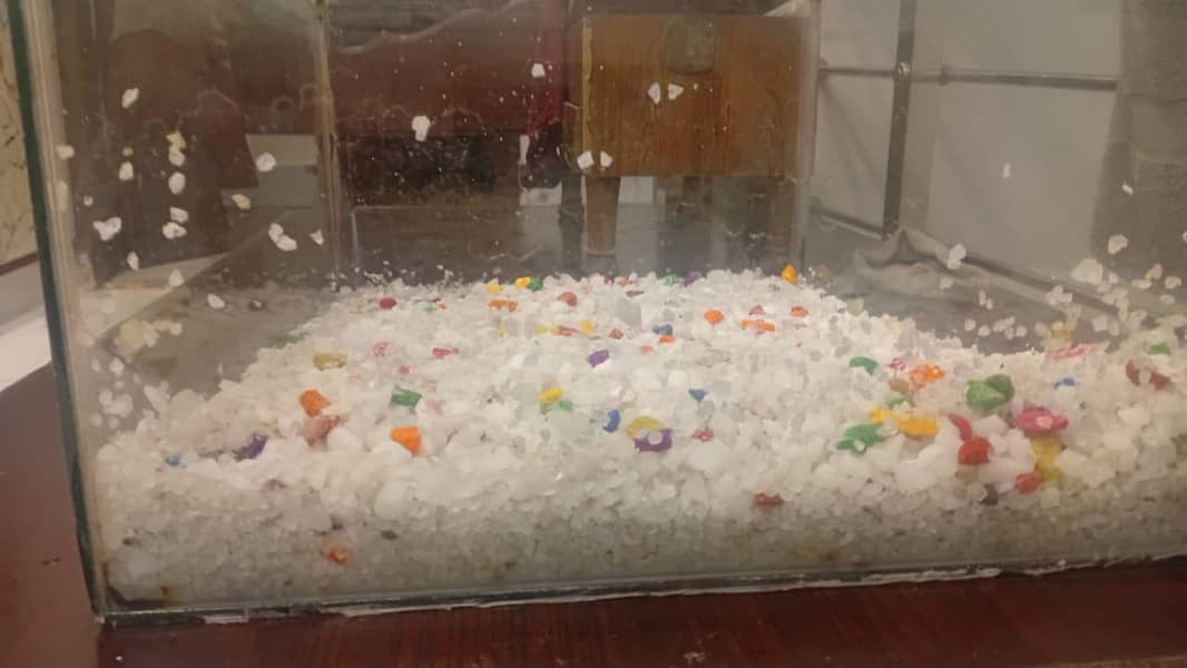 Fish Aquarium 5