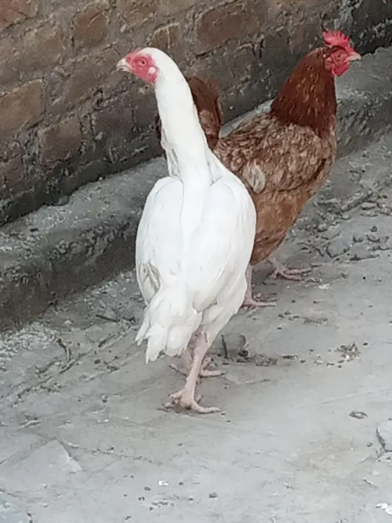 asli heeera — photo 2
