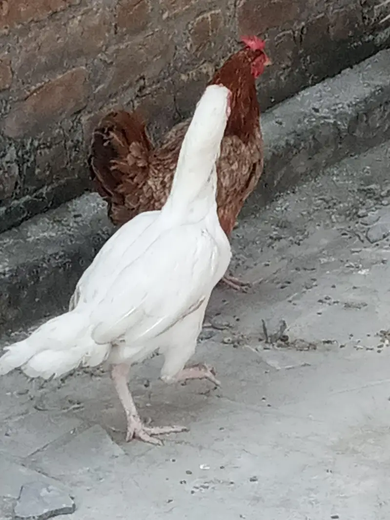 asli heeera — photo 5