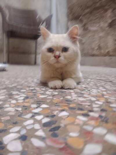 Persian cats