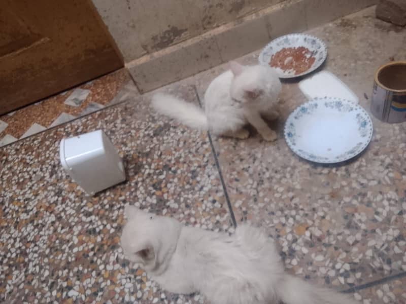 Persian cats 1