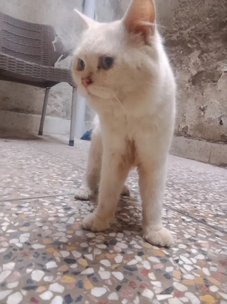 Persian cats — photo 3