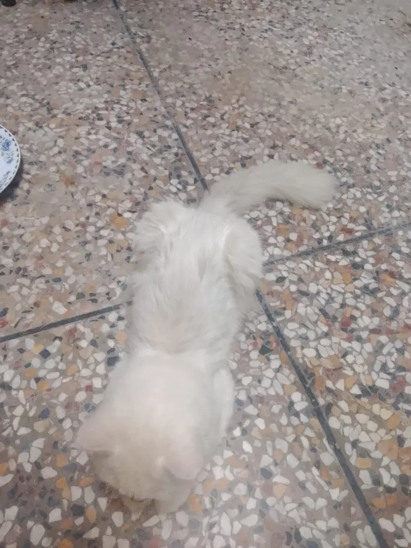 Persian cats — photo 4