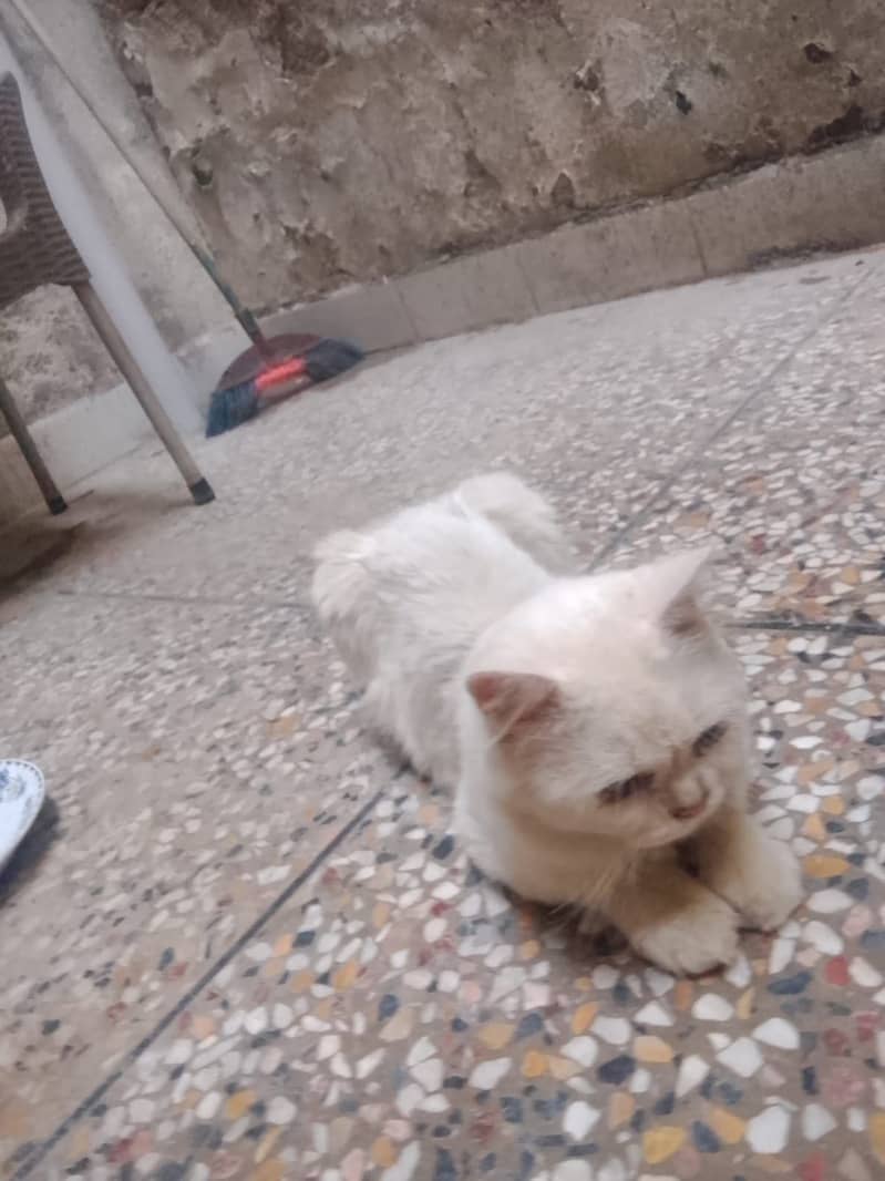 Persian cats 4