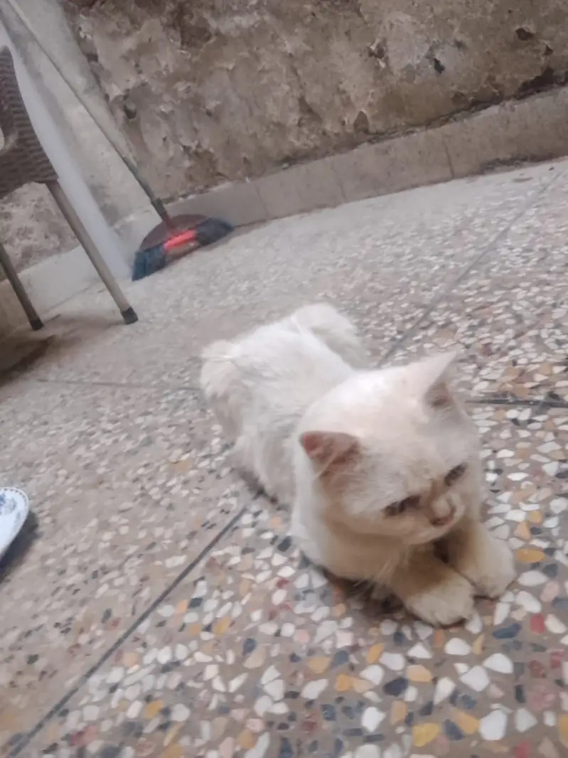 Persian cats — photo 5