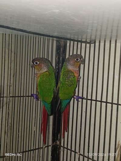 Pineapple conure  urgent for sale