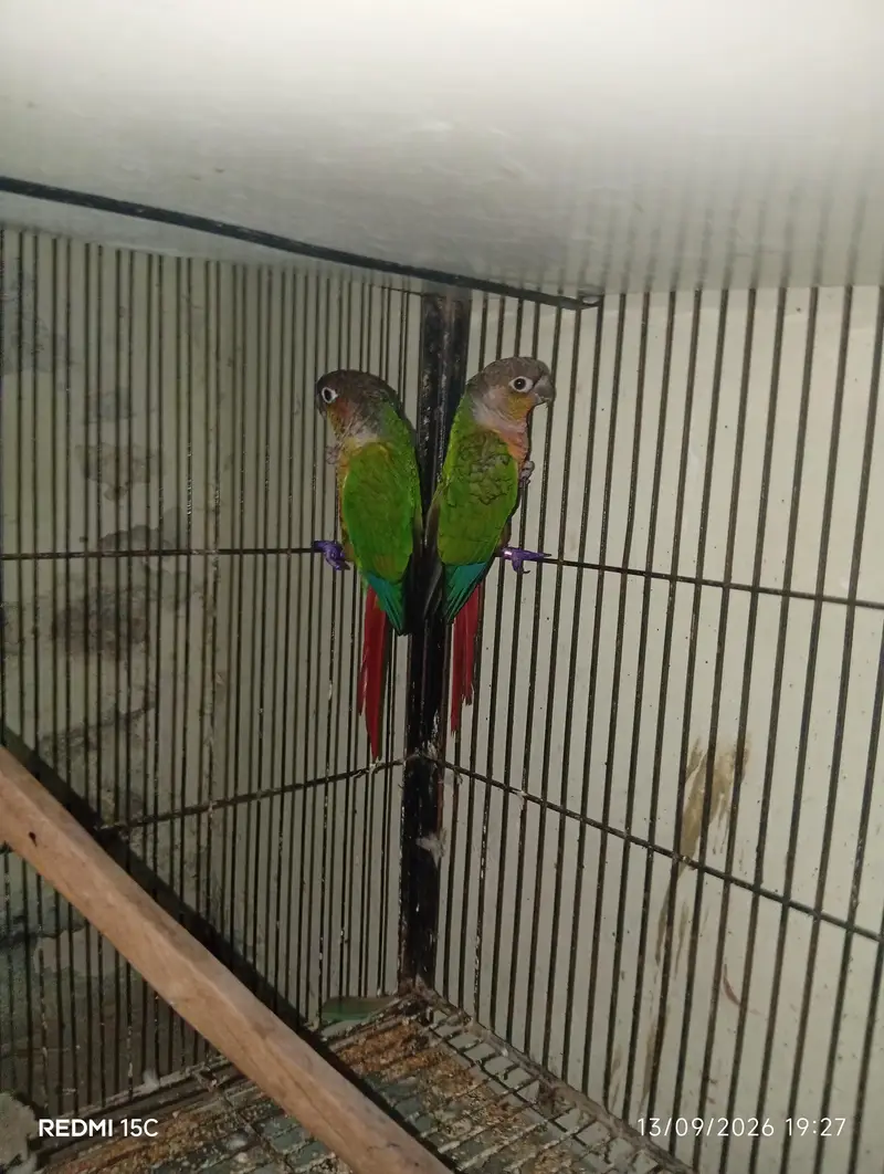 Pineapple conure  urgent for sale — photo 2