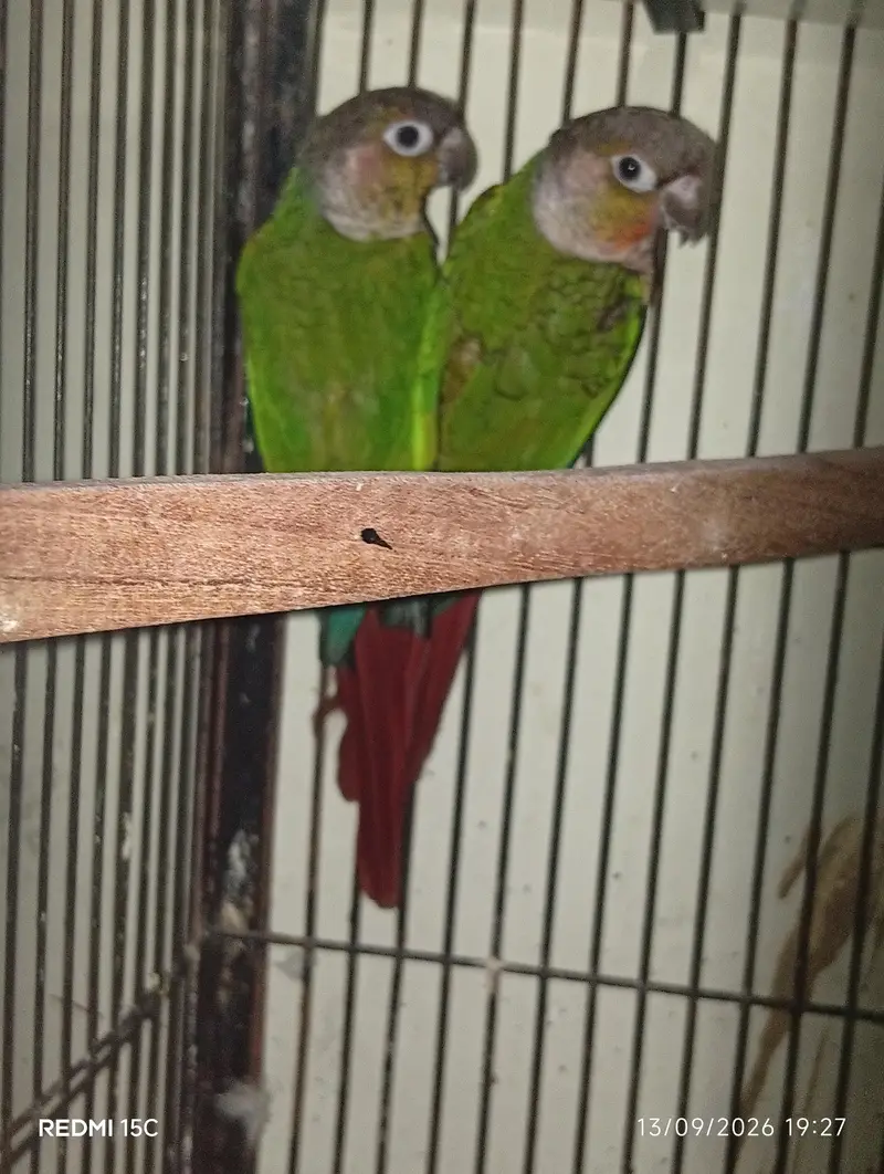 Pineapple conure  urgent for sale — photo 3