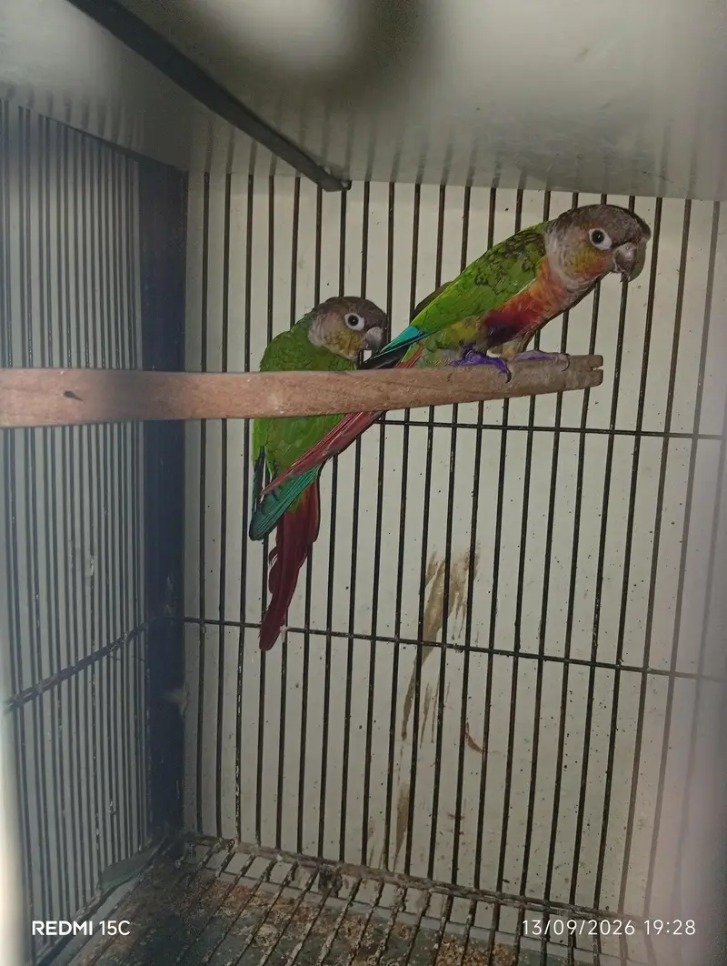 Pineapple conure  urgent for sale — photo 4