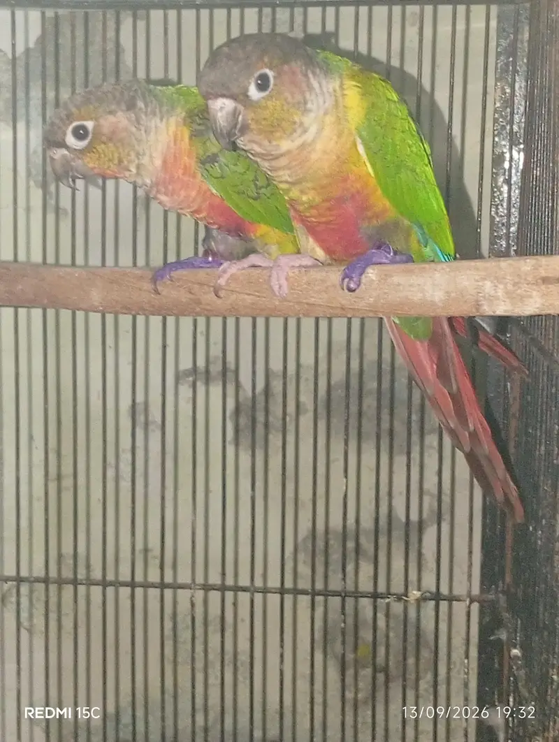 Pineapple conure  urgent for sale — photo 5