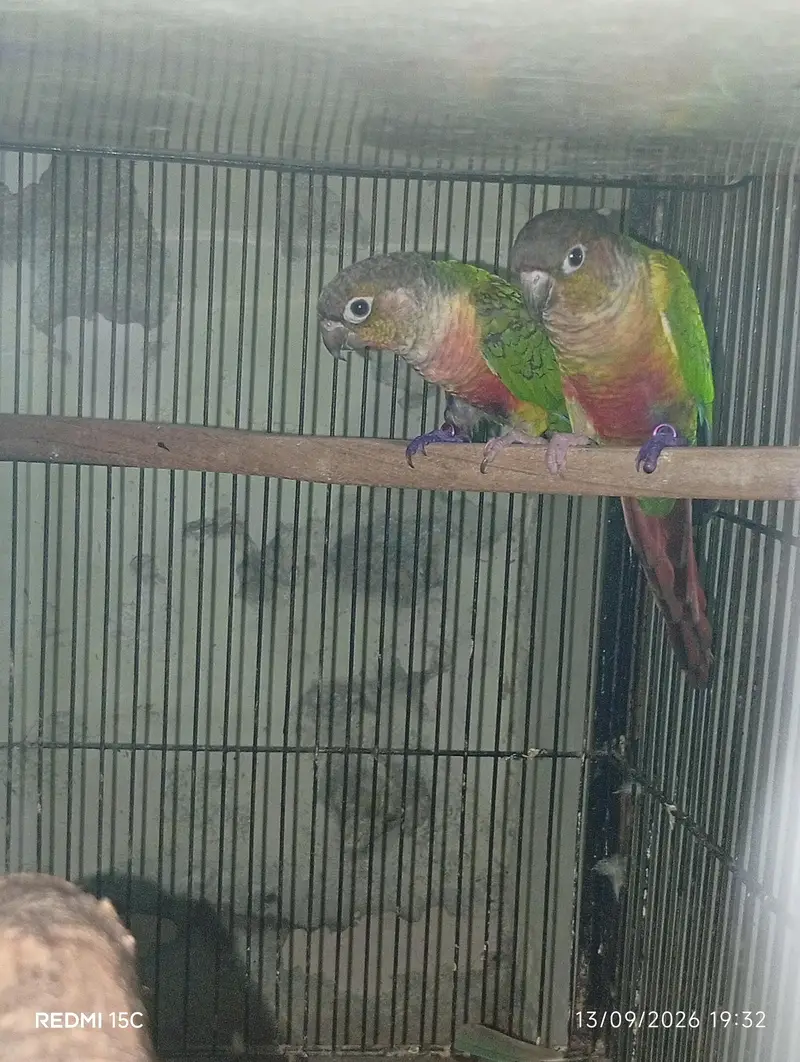 Pineapple conure  urgent for sale — photo 6