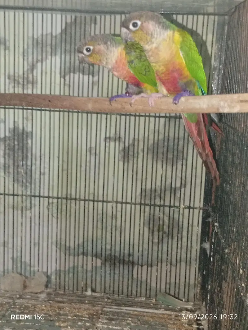 Pineapple conure  urgent for sale — photo 7