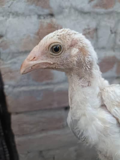 Heera Aseel Chicks