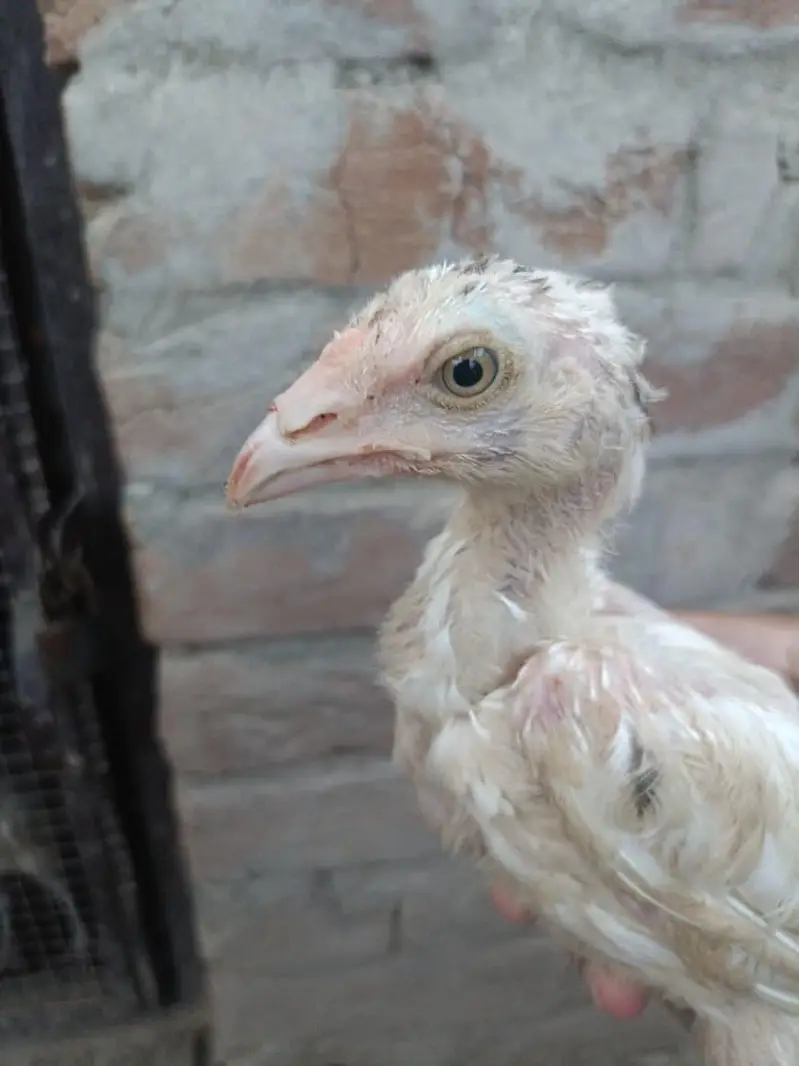 Heera Aseel Chicks — photo 2
