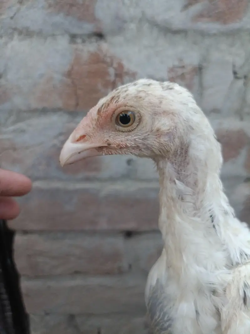 Heera Aseel Chicks — photo 3