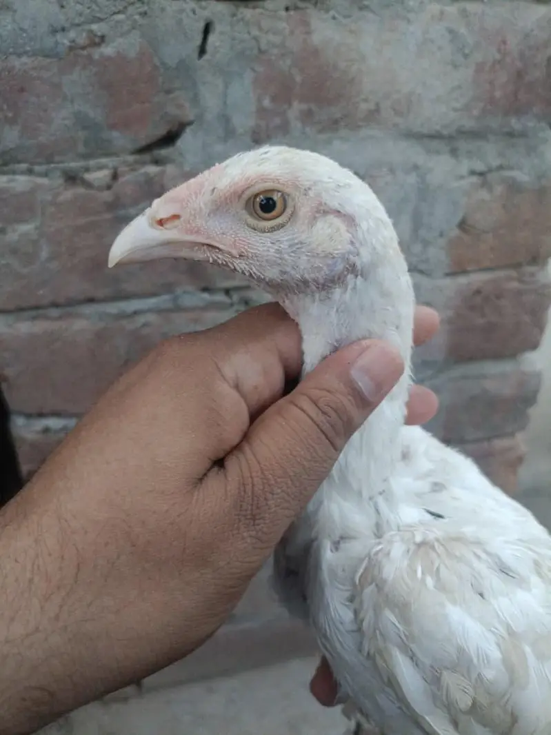 Heera Aseel Chicks — photo 4