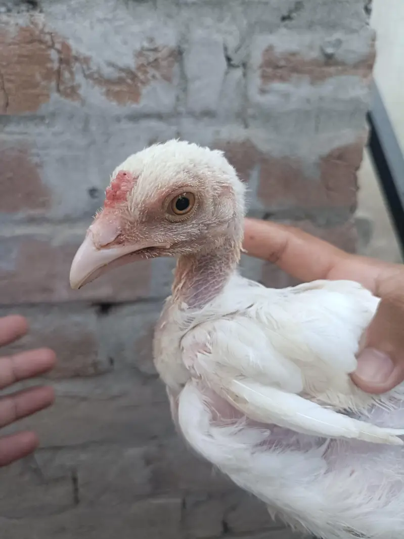 Heera Aseel Chicks — photo 5