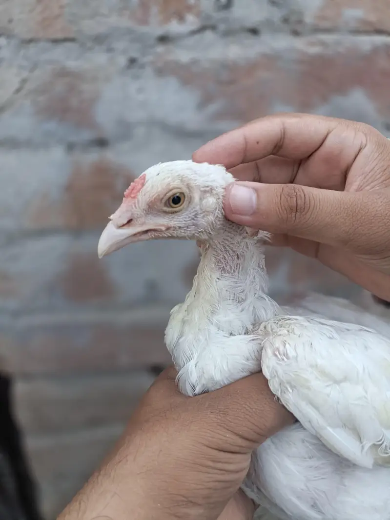 Heera Aseel Chicks — photo 6