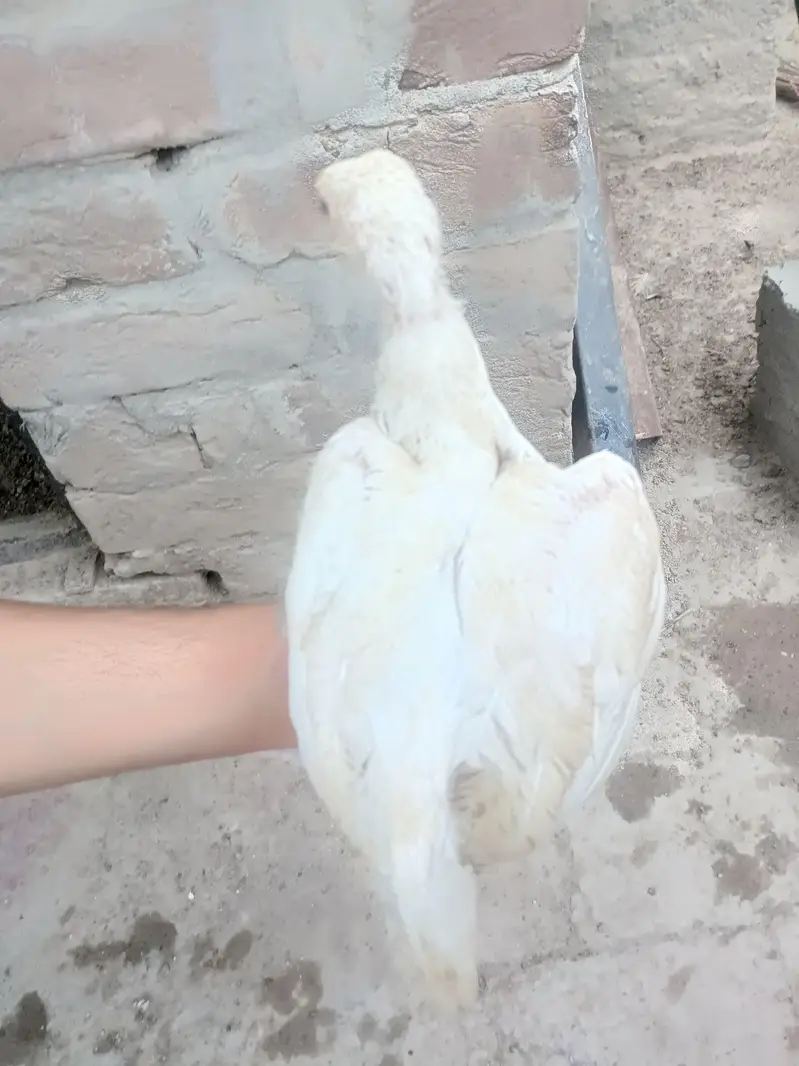 Heera Aseel Chicks — photo 8