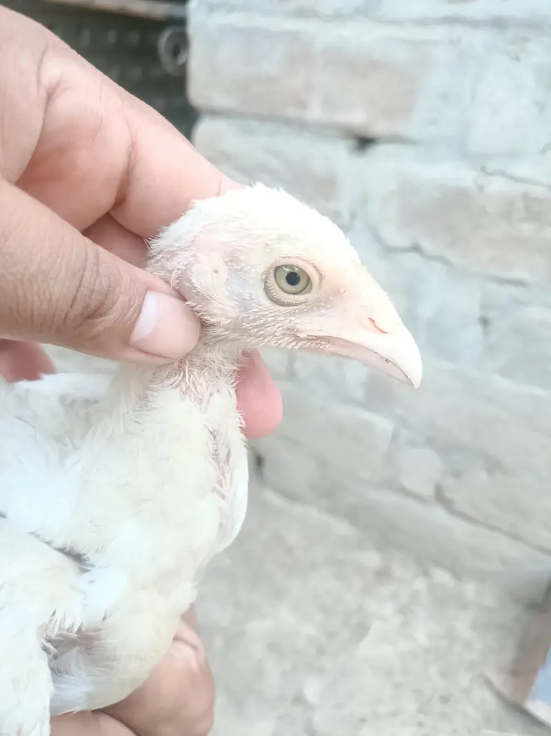 Heera Aseel Chicks — photo 9