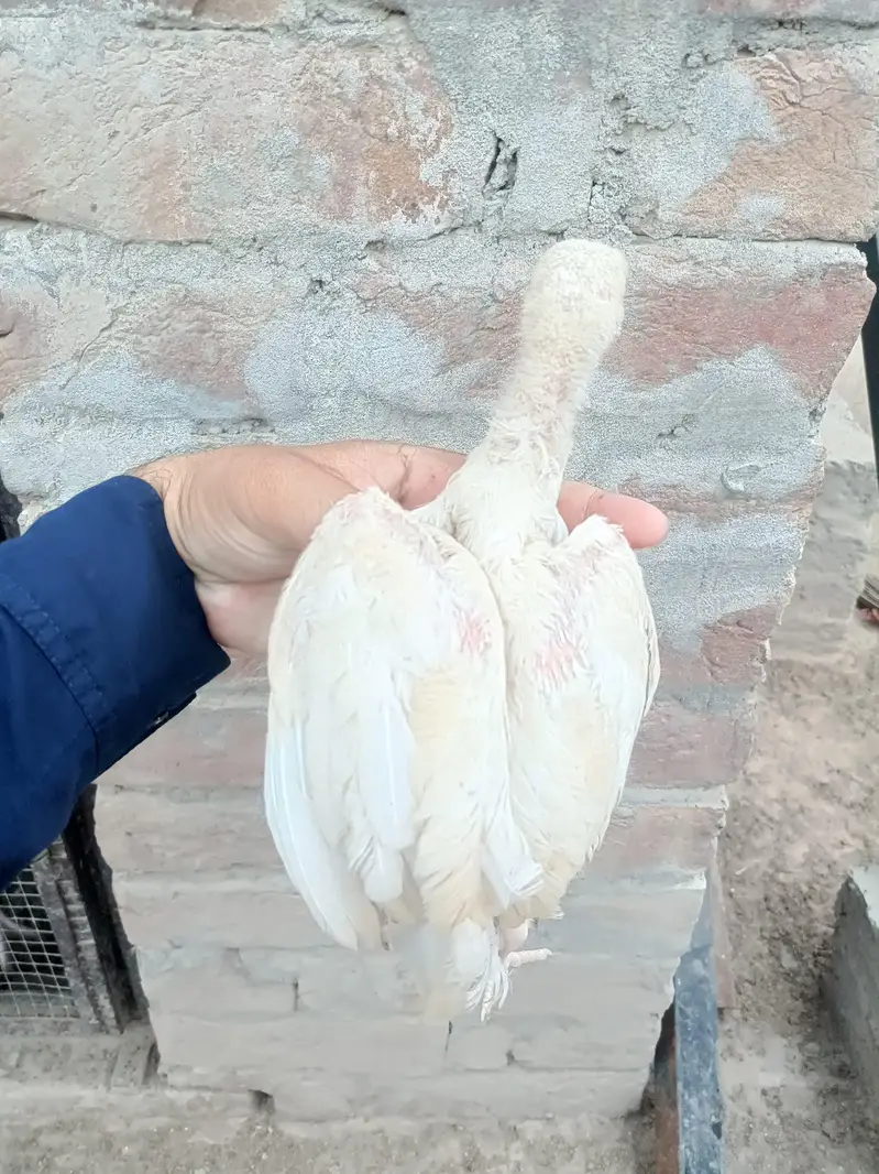 Heera Aseel Chicks — photo 10