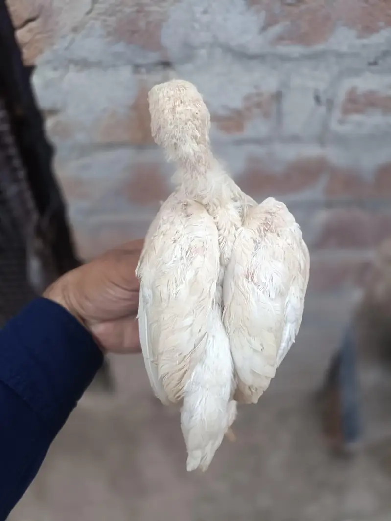 Heera Aseel Chicks — photo 11