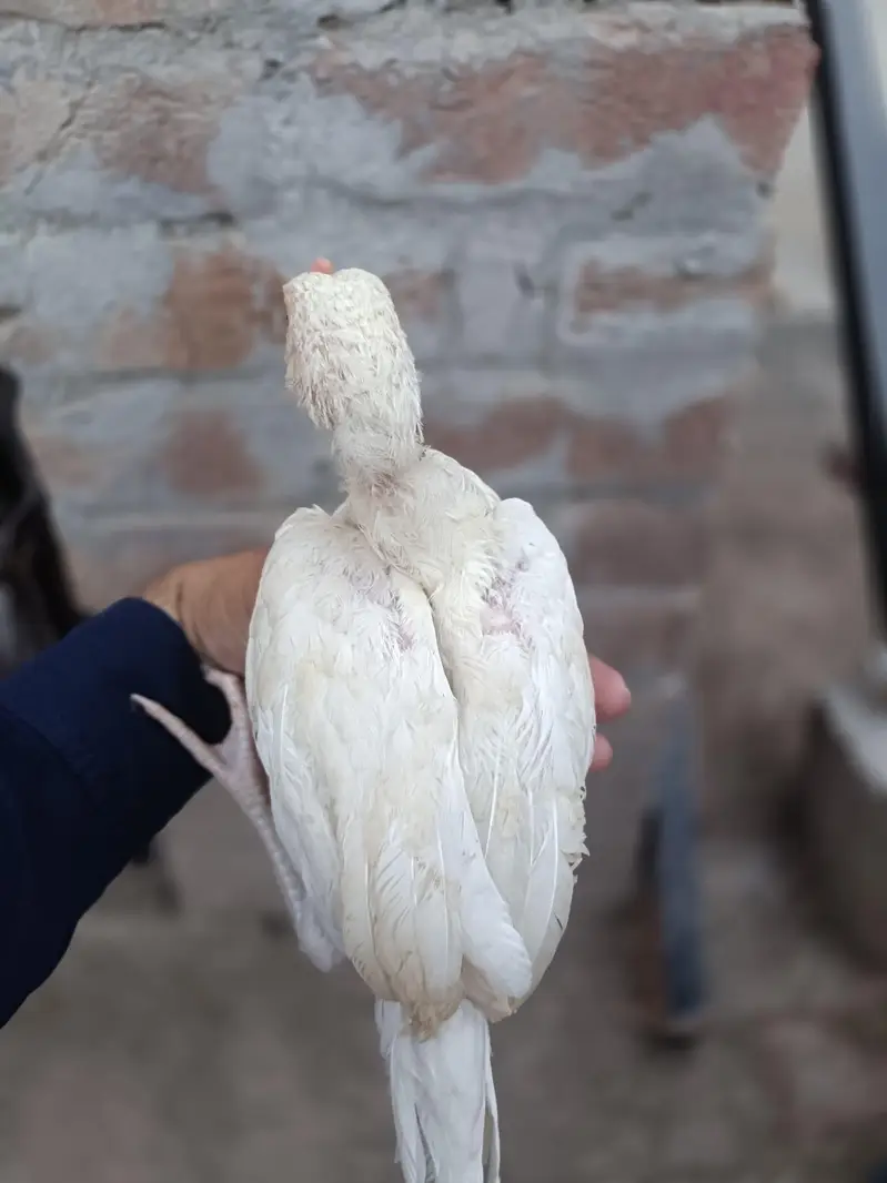 Heera Aseel Chicks — photo 12