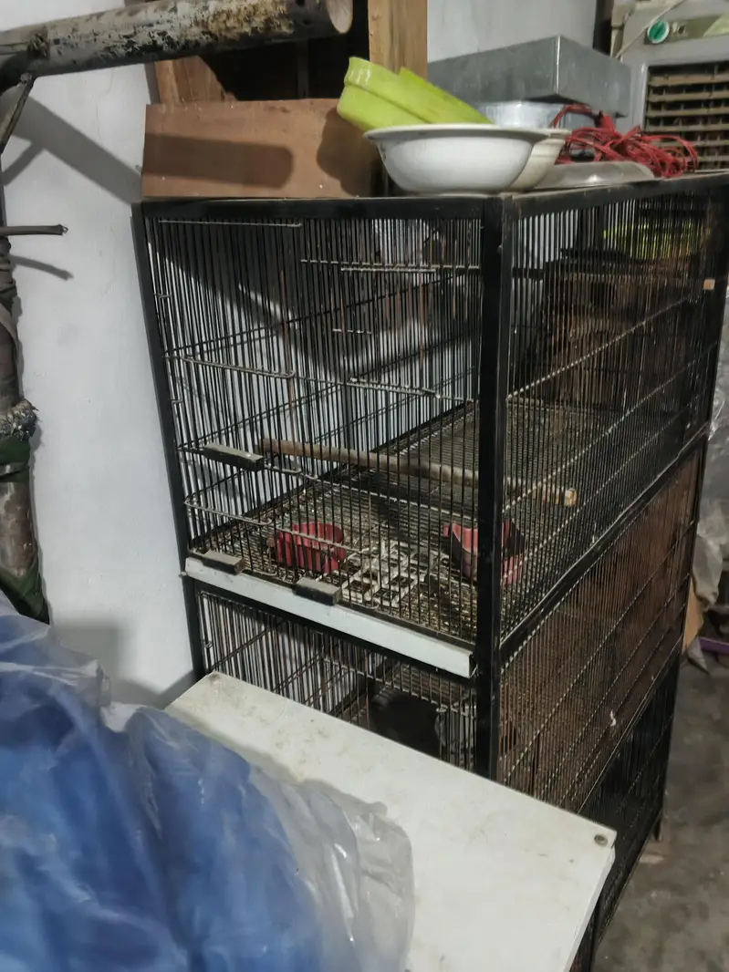 iron cage — photo 2